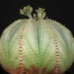Euphorbia obesa — растение для бейсболиста