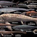 Рыбы-гиганты — существовали ли они?