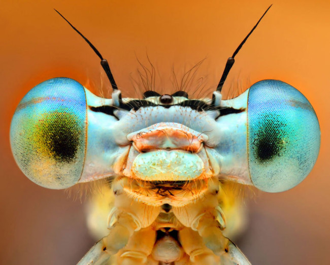 портреты насекомых