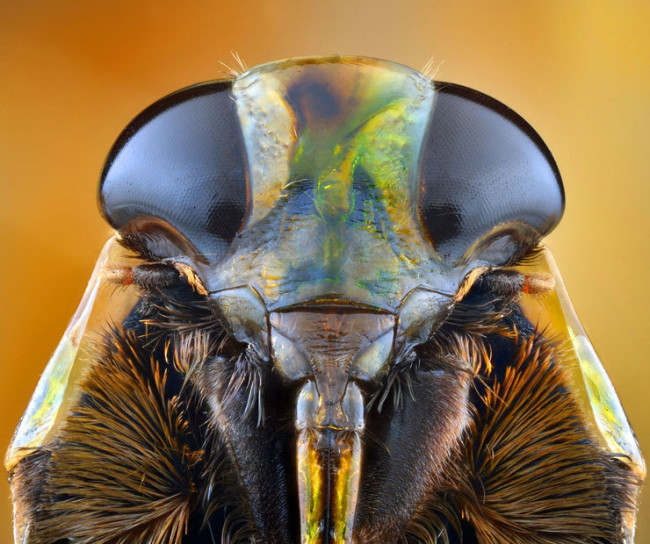 портреты насекомых