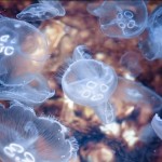 Нашествие медуз в Балаклаве