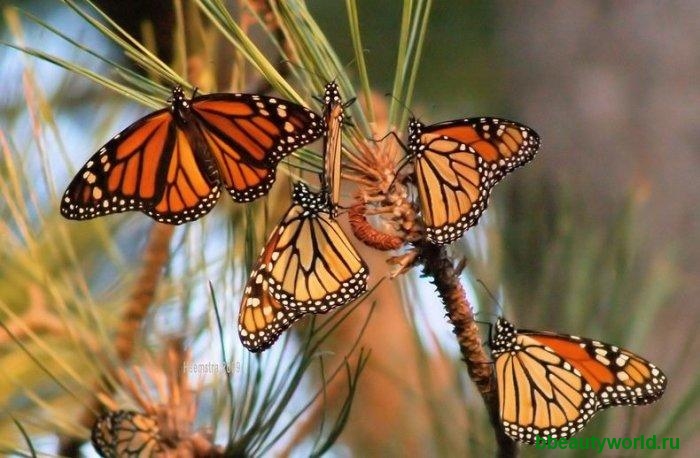 Миграция бабочек данаида монарх